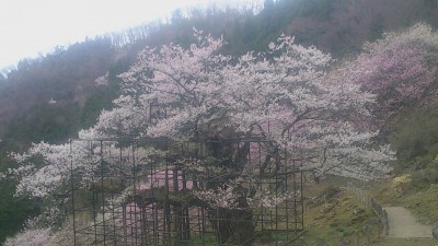 樽見の大桜1-4.3