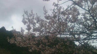 樽見の大桜3-4.3