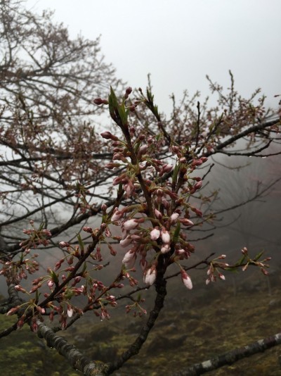 樽見の大桜2016.4.1-2