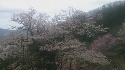 樽見の大桜2-4.3