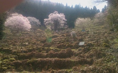 樽見の大桜4-4.3