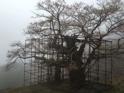 樽見の大桜2016.4.1-1