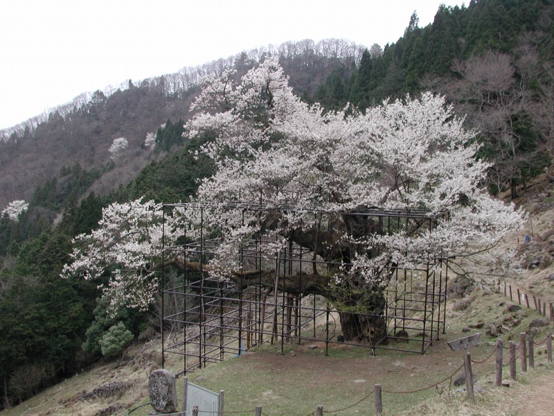 樽見の大桜 やぶ市観光協会