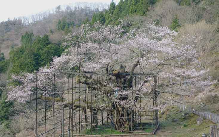 樽見の大桜 開花情報 やぶ市観光協会