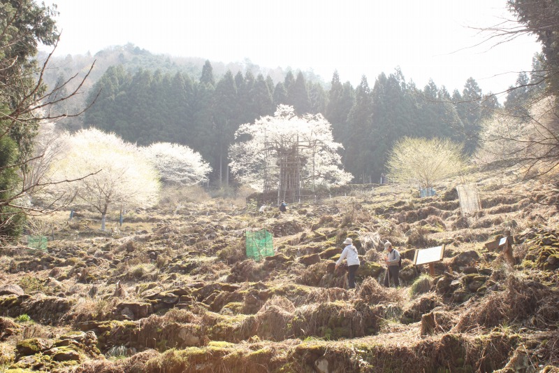 樽見の大桜 やぶ市観光協会