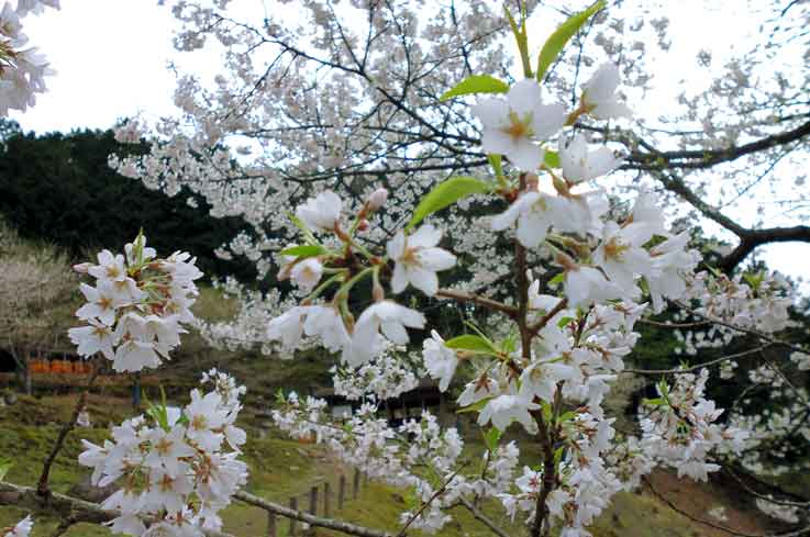 樽見の大桜 満開 やぶ市観光協会
