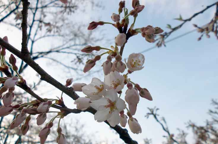 樽見の大桜 開花情報 やぶ市観光協会