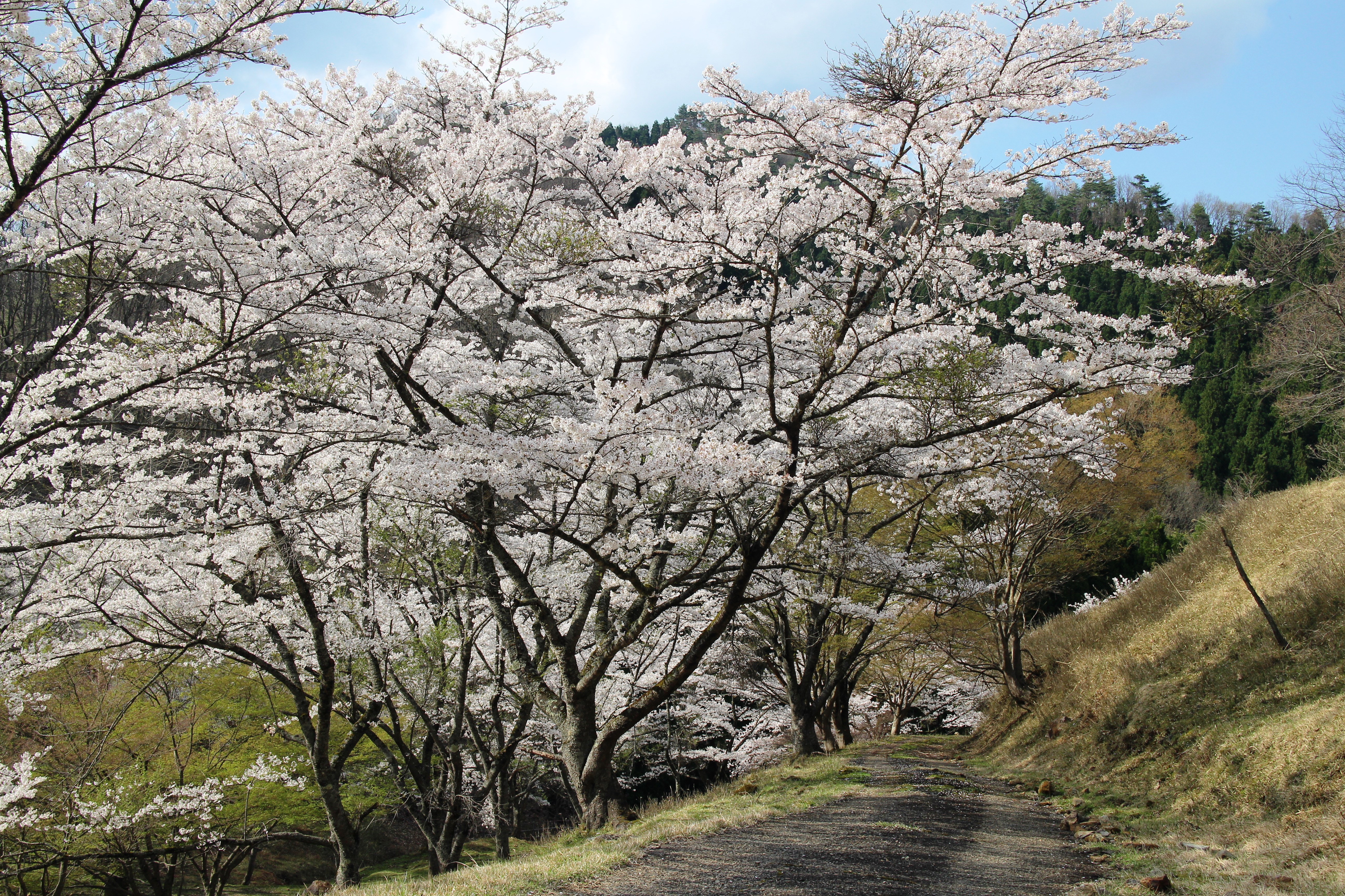 畑ケサカ桜公園 やぶ市観光協会