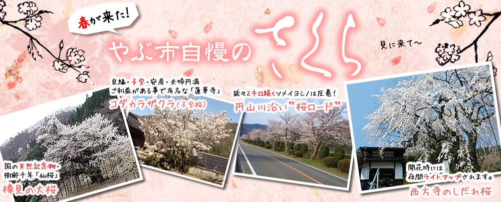 やぶ市内の桜特集