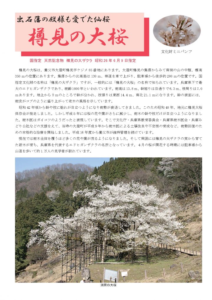 樽見の大桜